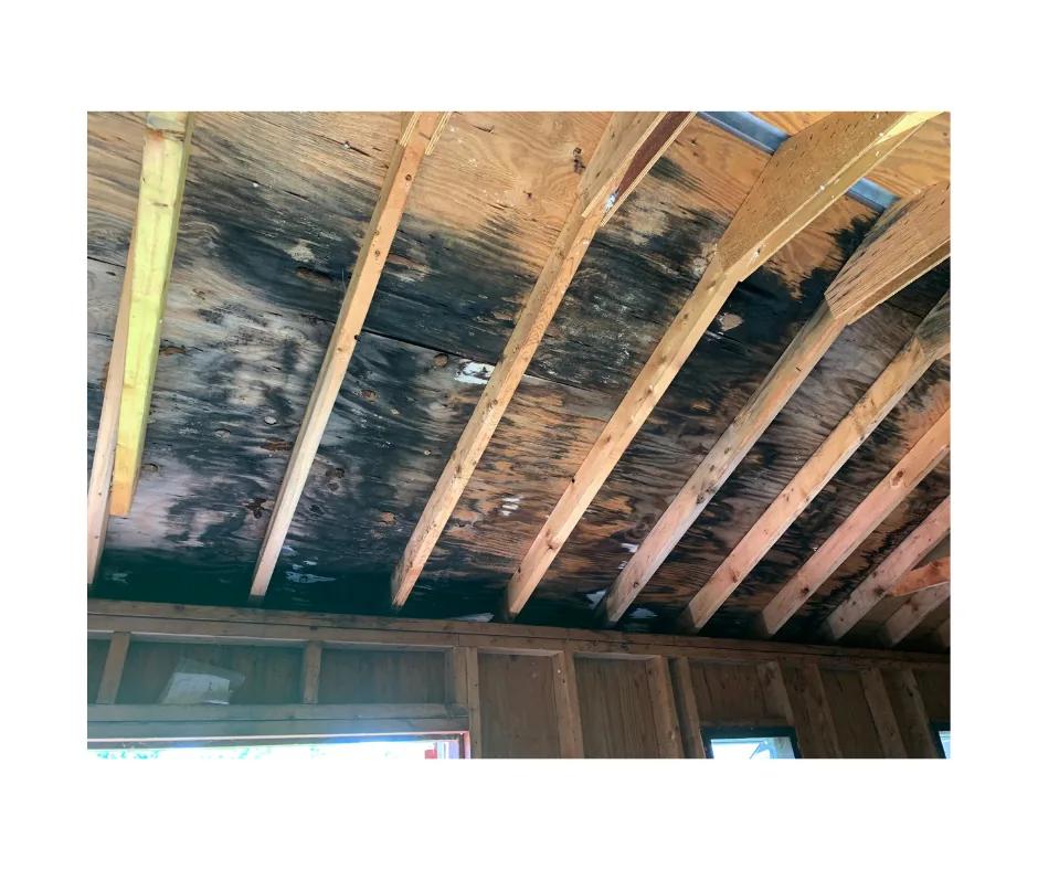 Mold Remediation project photo, Nassau County