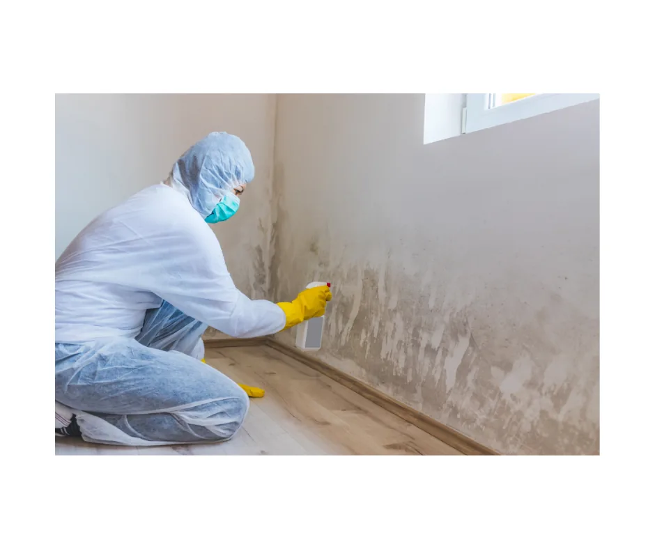 Mold Remediation project photo, Hempstead