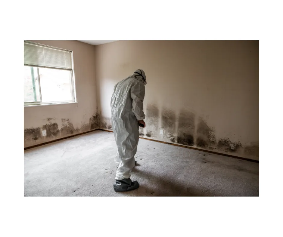 Mold Remediation project photo, Lawrence